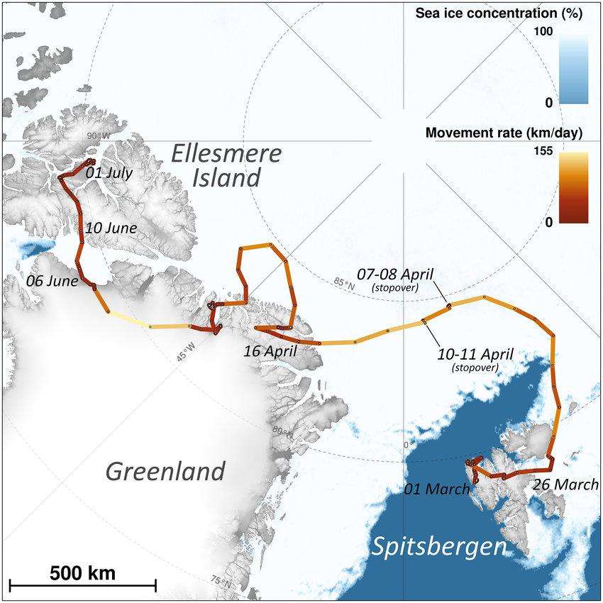 The journey of an Arctic Fox who walked from Norway to Canada in 2018