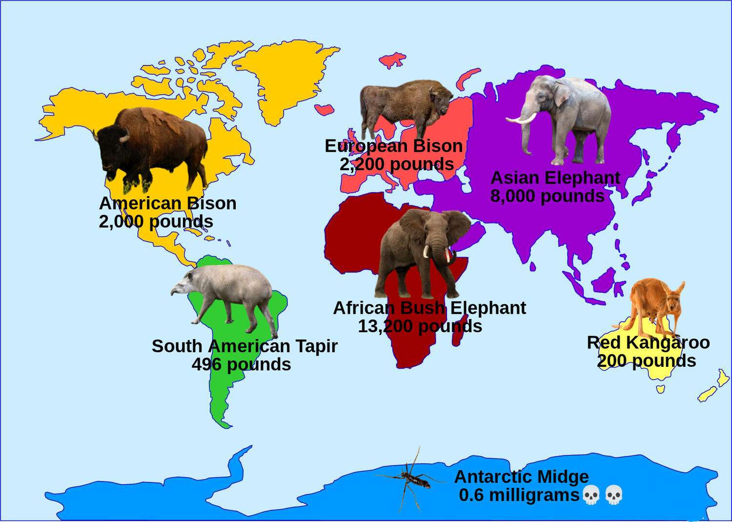 The largest land animal in each continent
