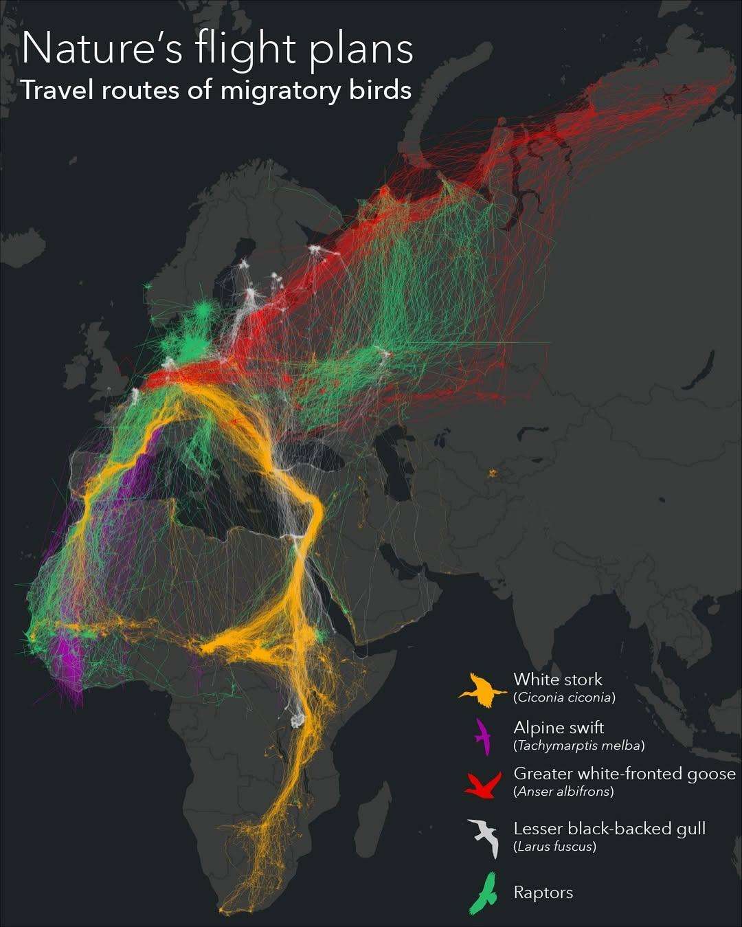Travel routes of migratory birds in Europe