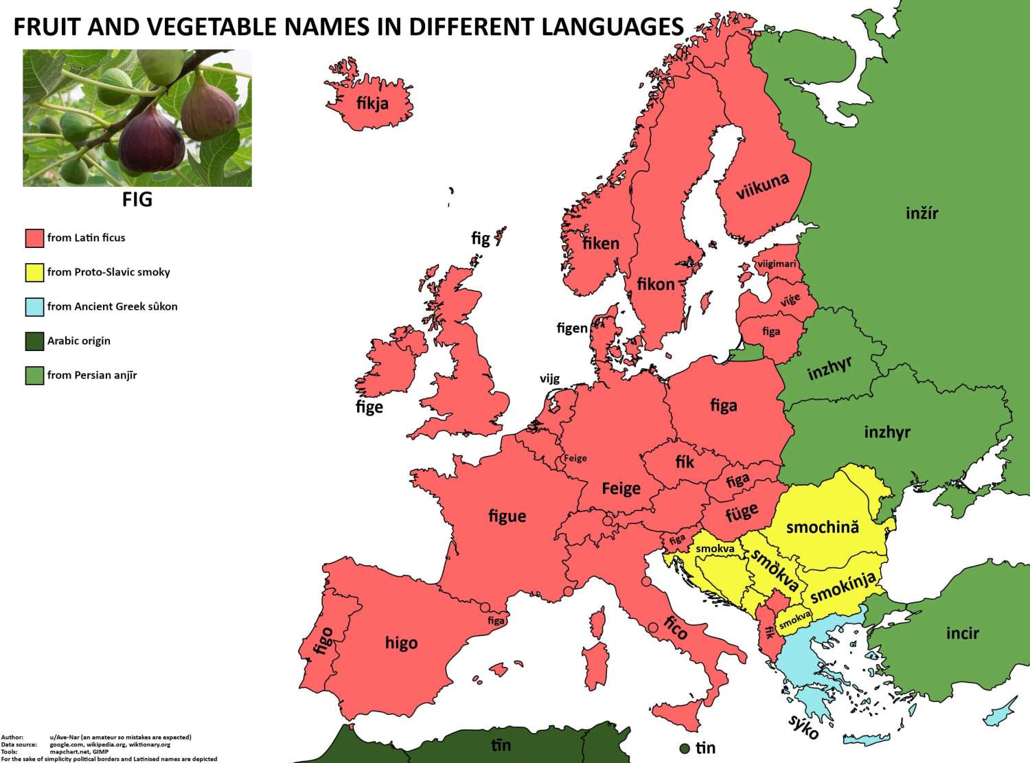 The word 'fig' in European languages.