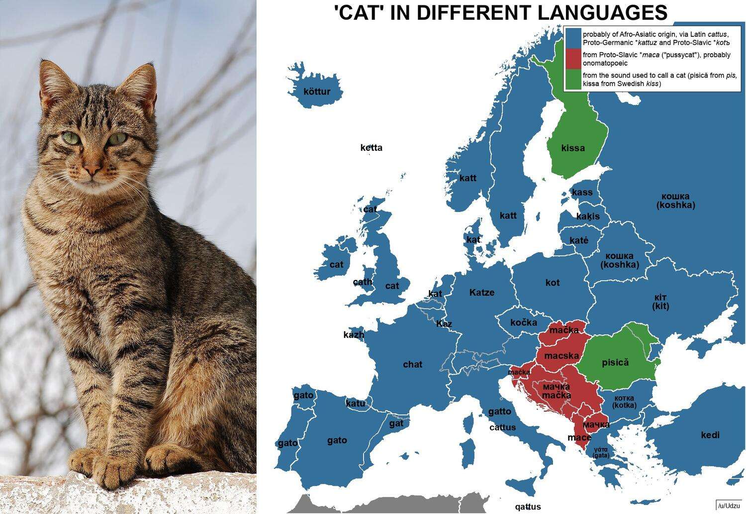 Cat in different European languages
