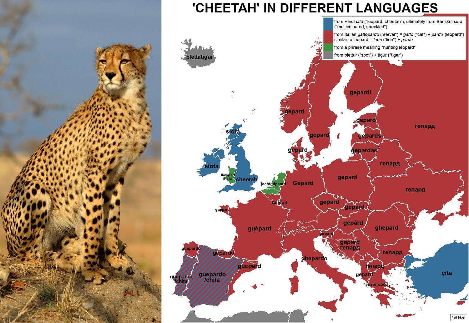 Cheetah in different European languages