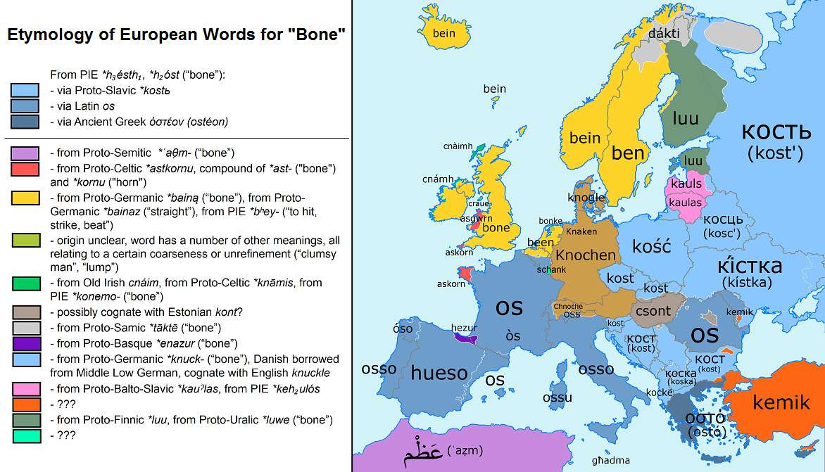 The word "Bone" in various European languages