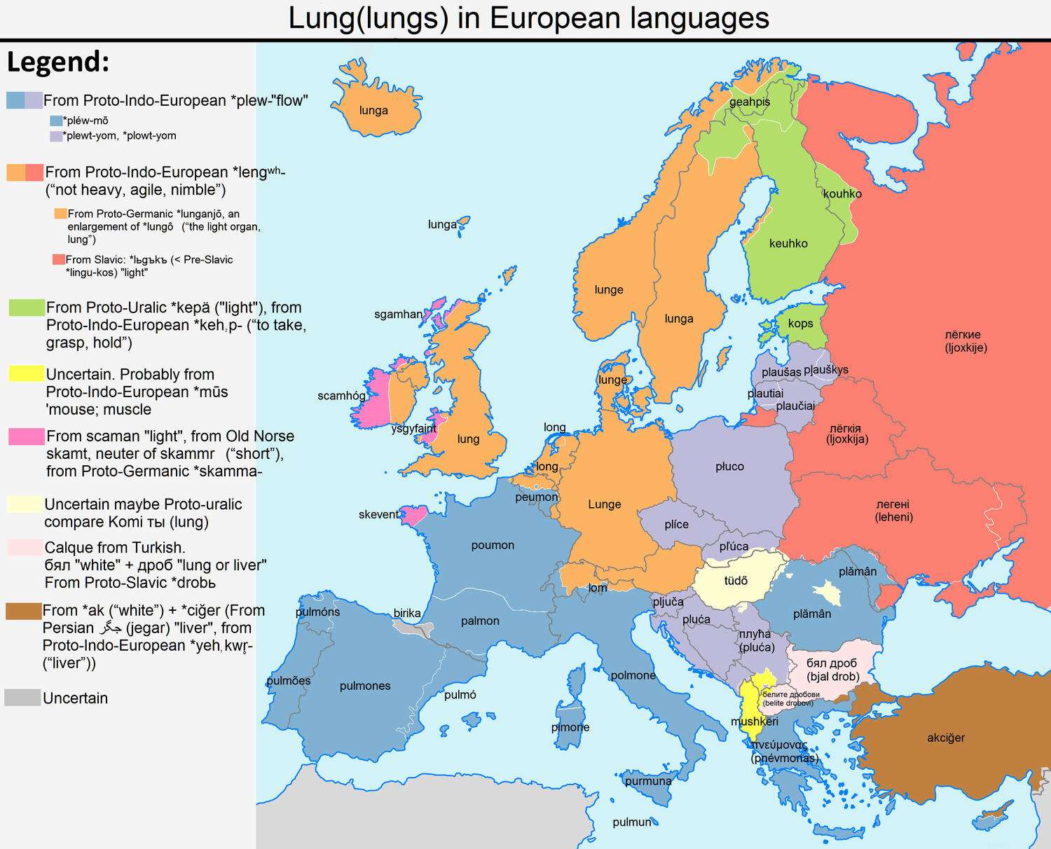 The word "lung"(lungs) in European languages